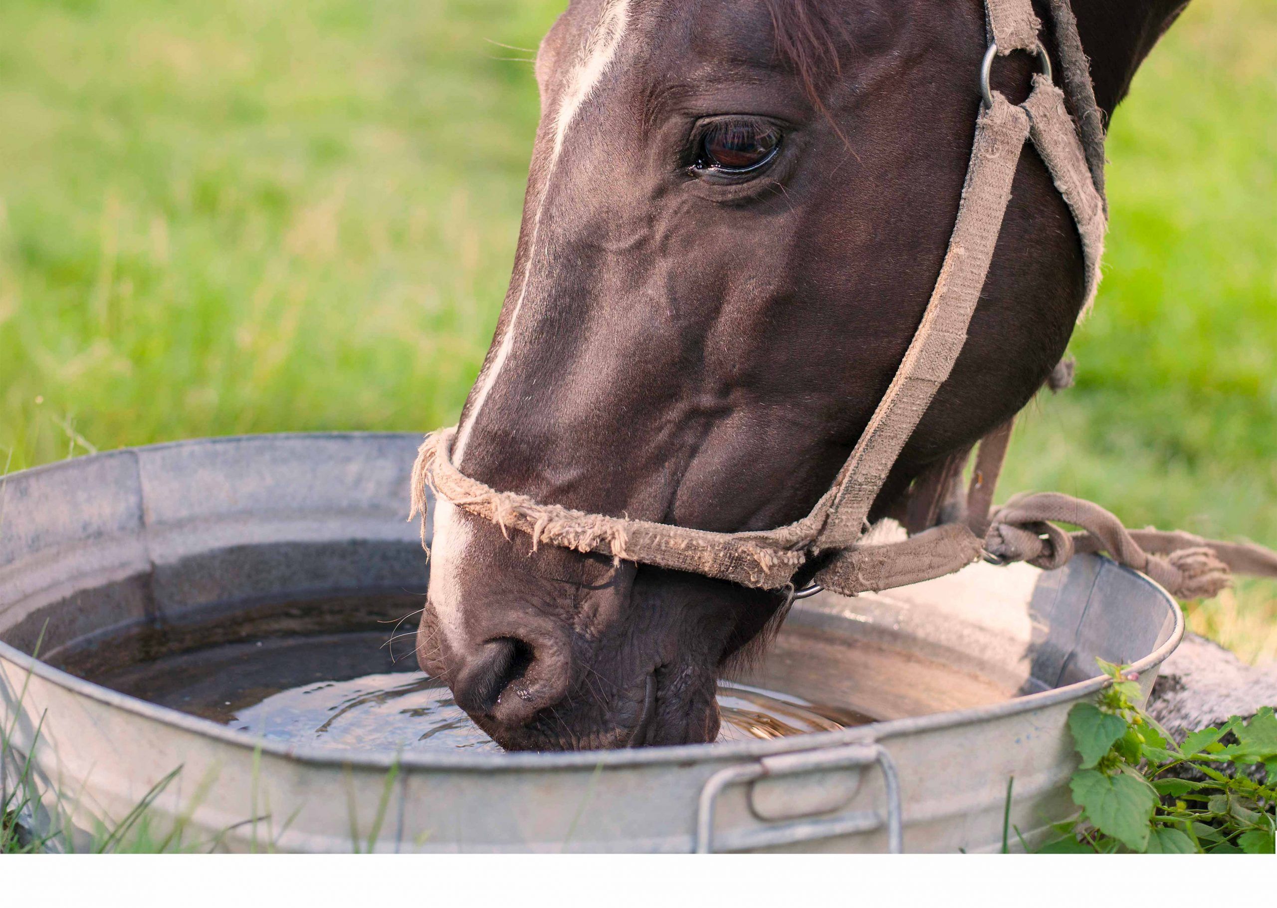 Come nutrire correttamente un cavallo per garantire salute e benessere